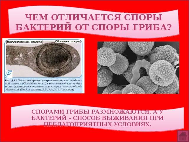 Разница между грибами и бактериями