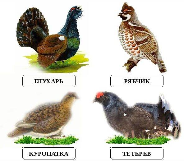 В чем разница между глухарем и тетеревом? | в чем разница