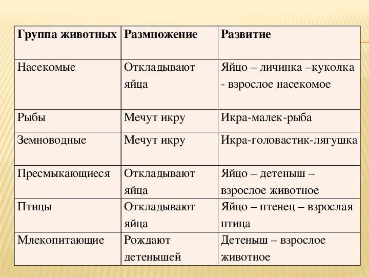 Разница между птицами и млекопитающими.