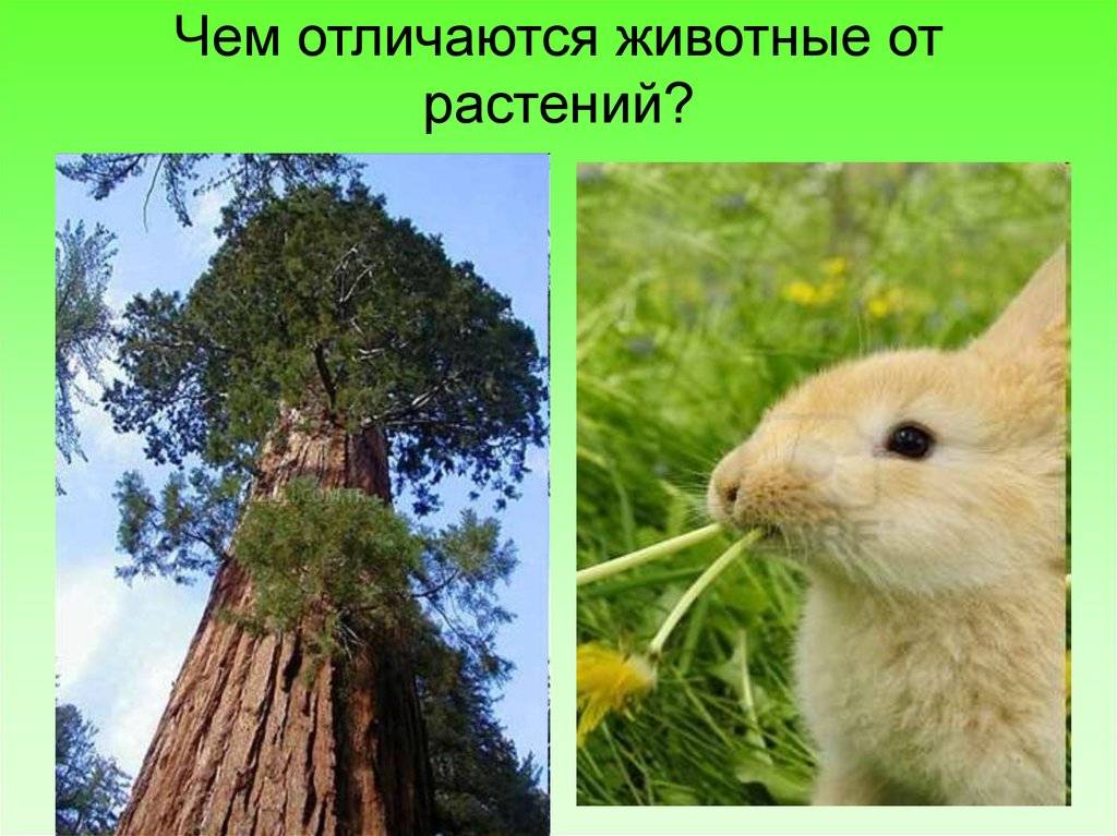 Различия между животными и растениями: основные черты