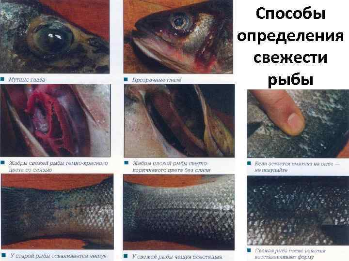 Как проверить свежесть рыбы