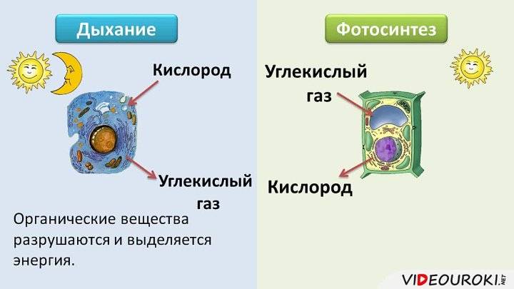 Разница между фотосинтезом и дыханием (с таблицей) - наука 2024