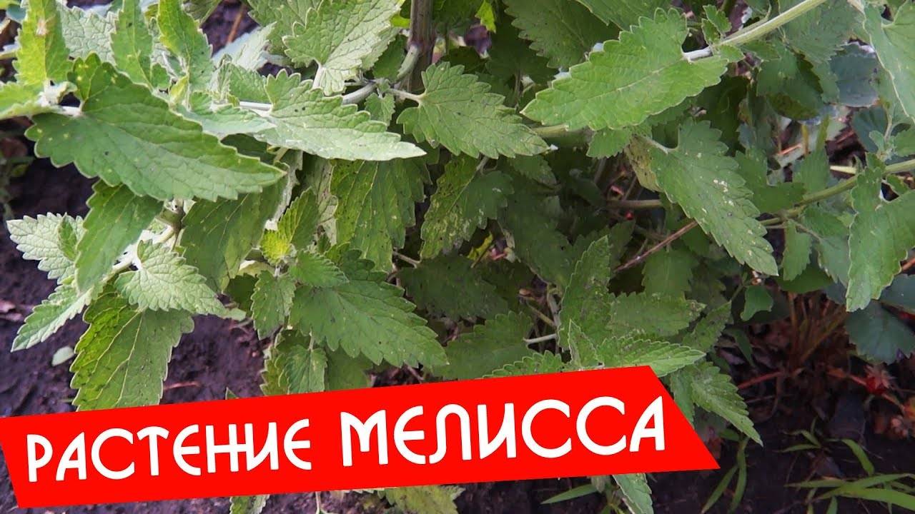 Чем отличается мята от мелиссы: есть ли разница, сравнение растений