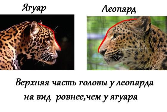 Отличия между пантерой и ягуаром, в чем разница и сравнение животных