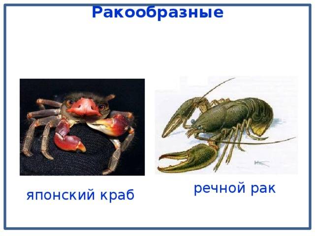 Разница между раком и крабом. крабы, раки, лангусты и креветки. как выбрать, разделать и приготовить краба