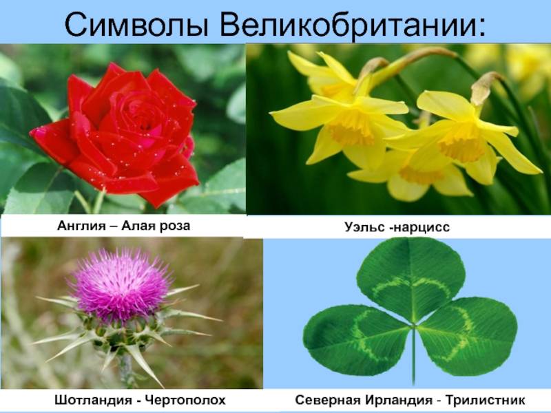 Английская геральдика - nasledie digital