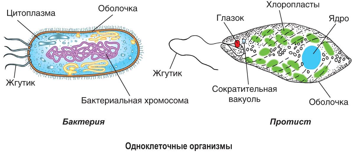 Клетка простейшего животного. Строение одноклеточных бактерий. Строение клетки одноклеточных. Строение одноклеточных организмов. Бактериальная клетка одноклеточная.