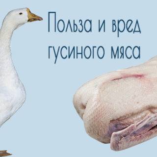 Гусь и утка - отличия друг от друга