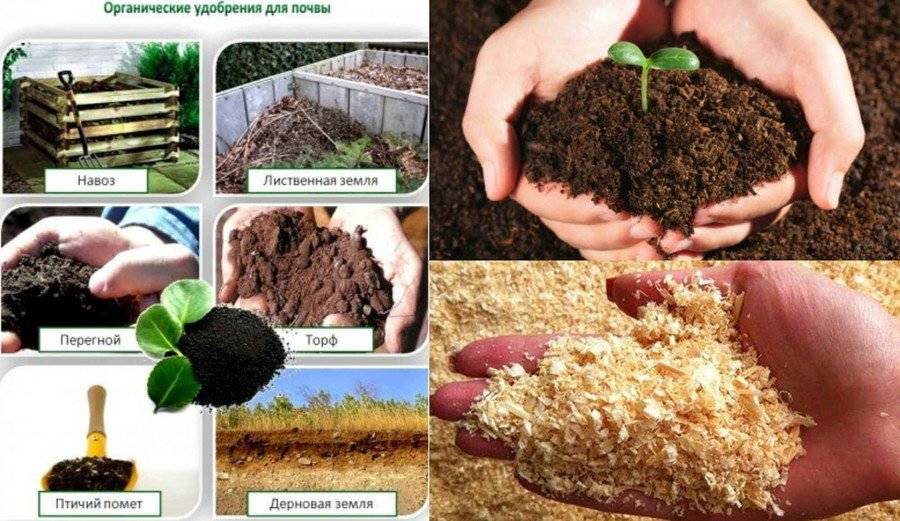 Минеральные или органические: какие удобрения лучше - огород-365