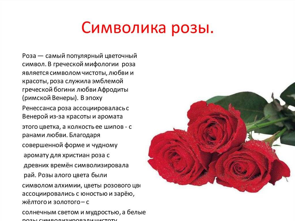 Что означает белая роза на языке цветов