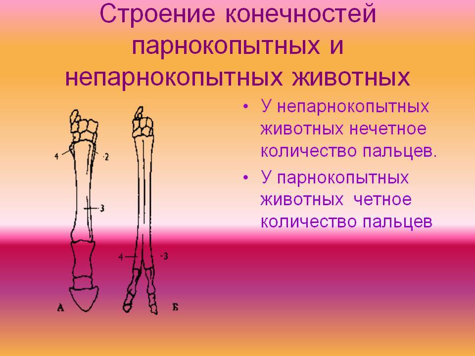 Что такое парнокопытные и непарнокопытные