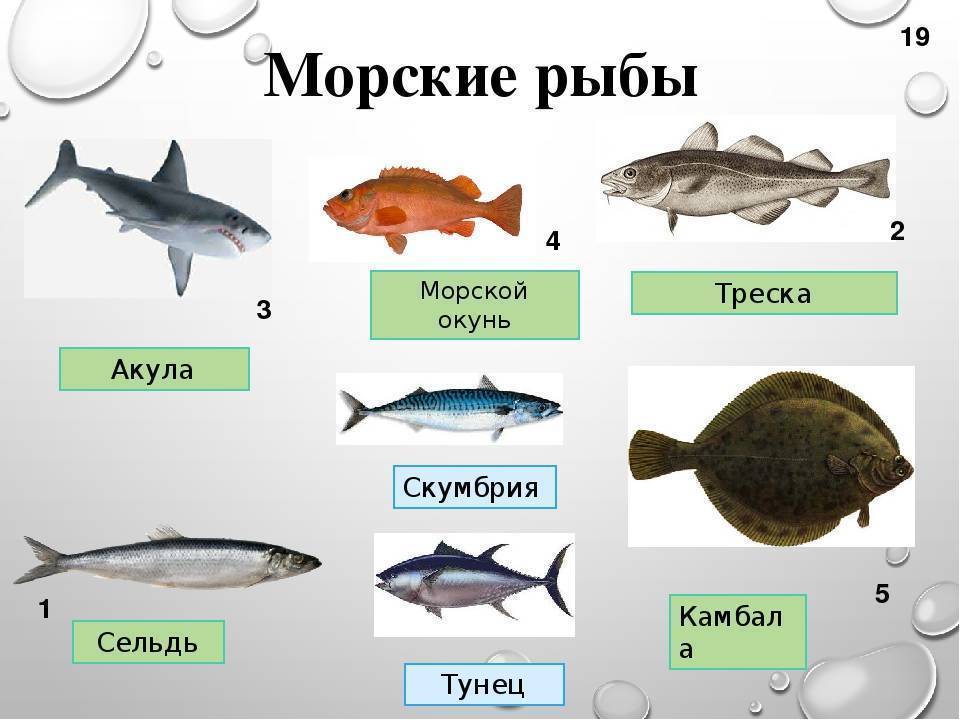 Самая полезная морская и речная 🐟рыба для здоровья человека