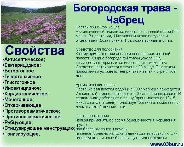 Чабер садовый: описание, свойства и применение. чем полезен чабер садовый и как его вырастить на даче
