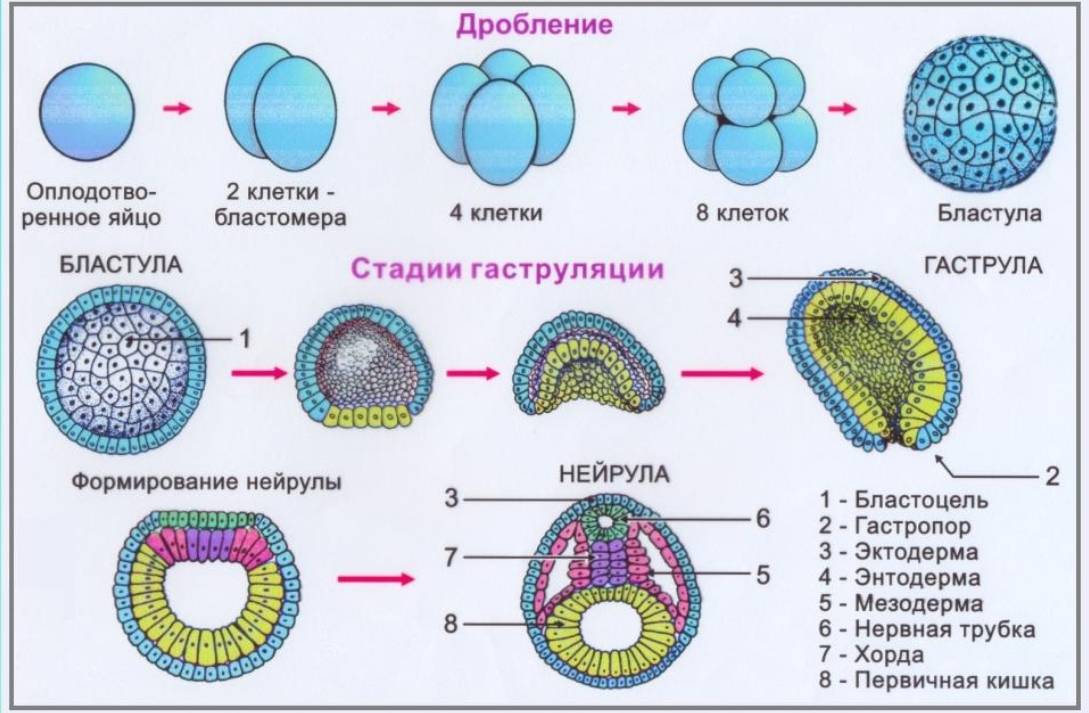 Чем половая клетка отличается от зиготы?