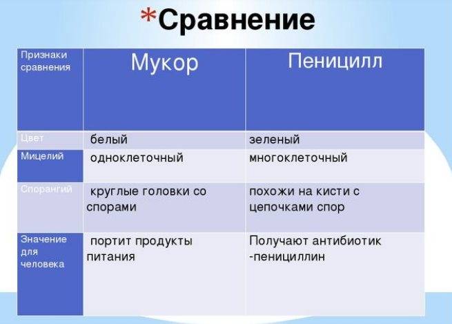 Чем пеницилл отличается от мукора: характерные отличия