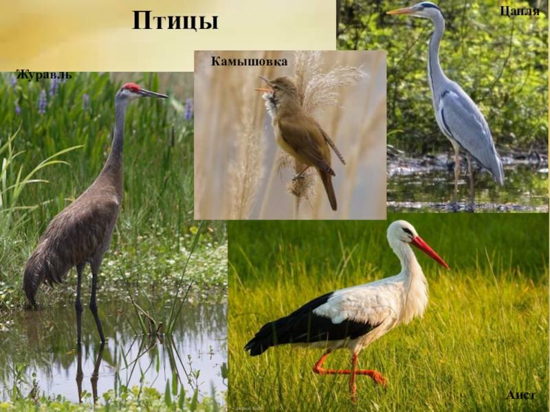 Особенности журавля, цапли и аиста: в чем различия?