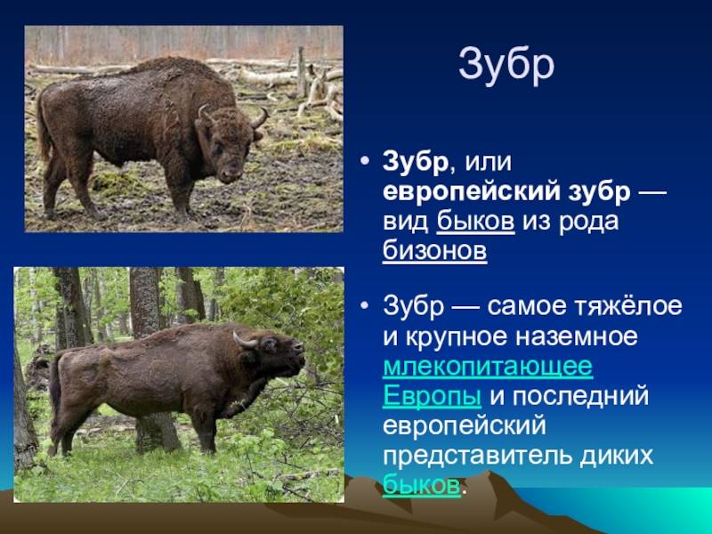 Зубры бизоны яки. чем отличаются зубр и бизон? чем отличается зубр от бизона