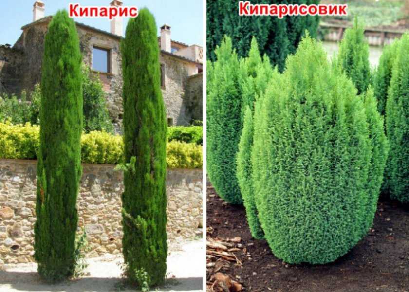 Кипарис и туя: чем они отличаются, разница между кипарисом, можжевельником и другими хвойными деревьями, фото и различия