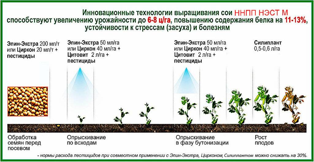 Как выбрать оптимальный материал для подкормки растений — эпин или циркон?