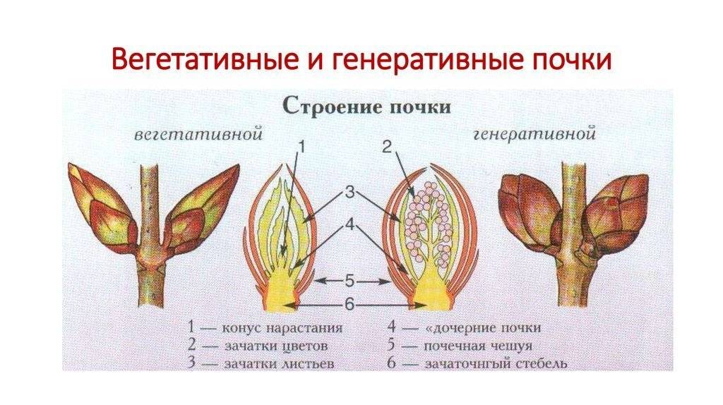 Побег и почка