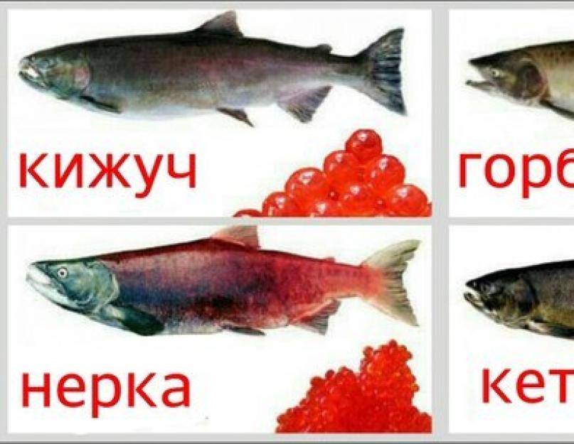 Чем отличается горбуша от лосося. что полезнее лосось или горбуша