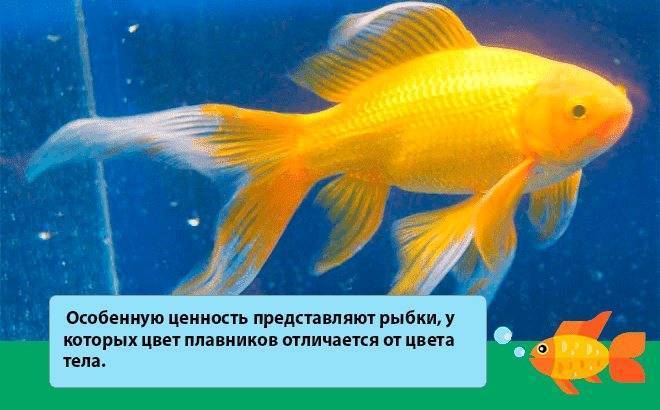 Как определить пол золотой рыбки - основные признаки