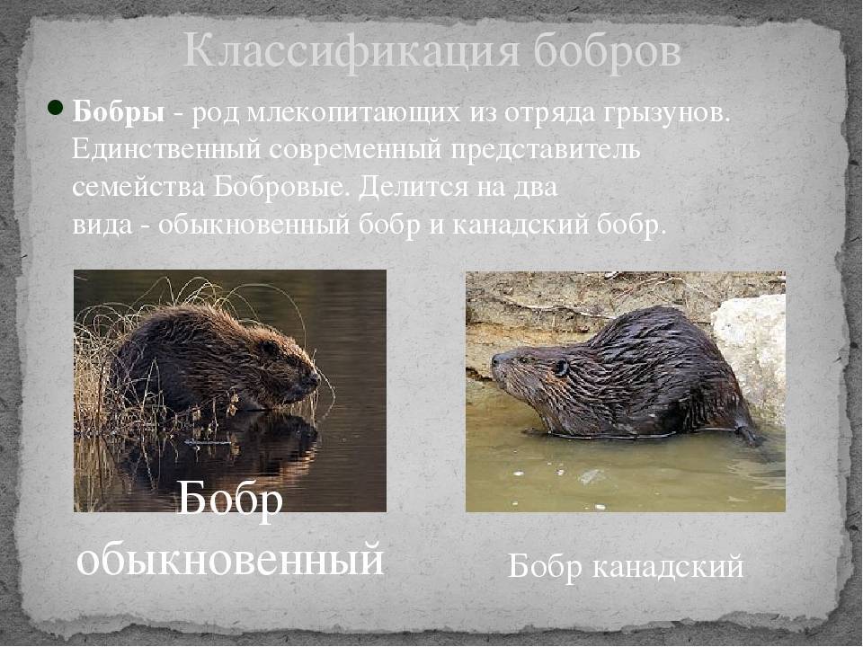 Биология и поведение бобров: все, что нужно знать о строителях дам