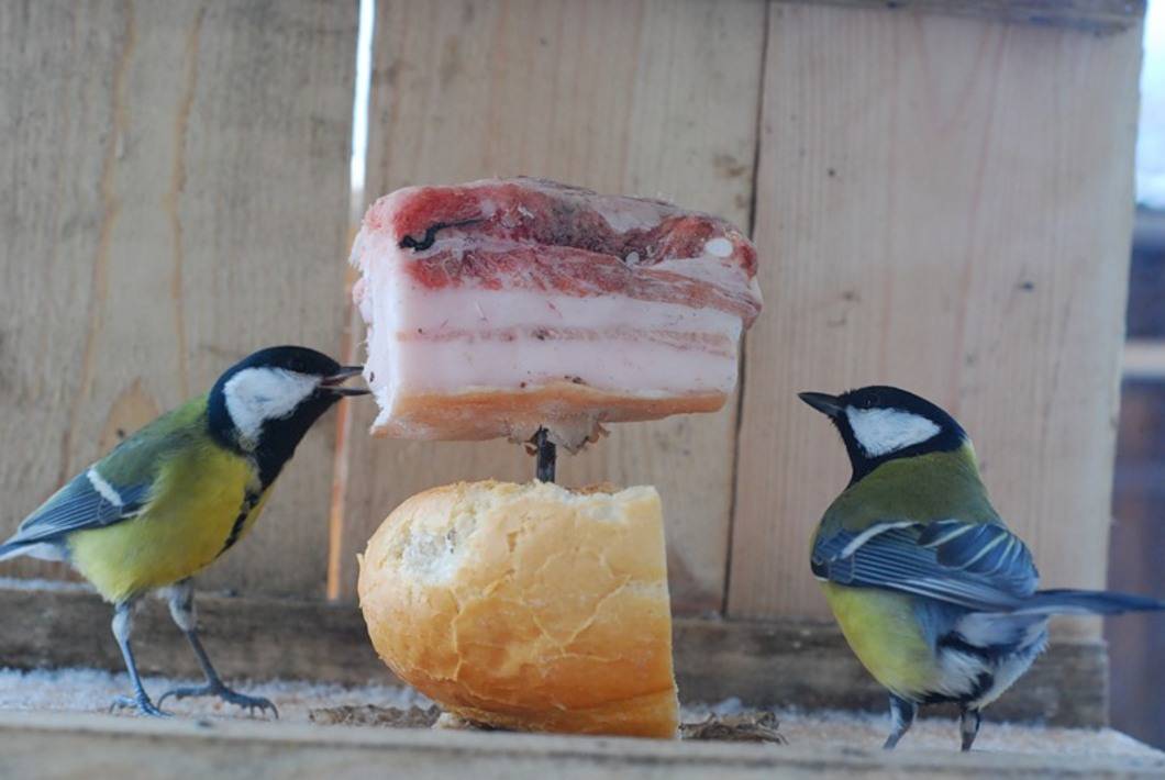 Синицы спешат на помощь — как эти птицы помогают саду?