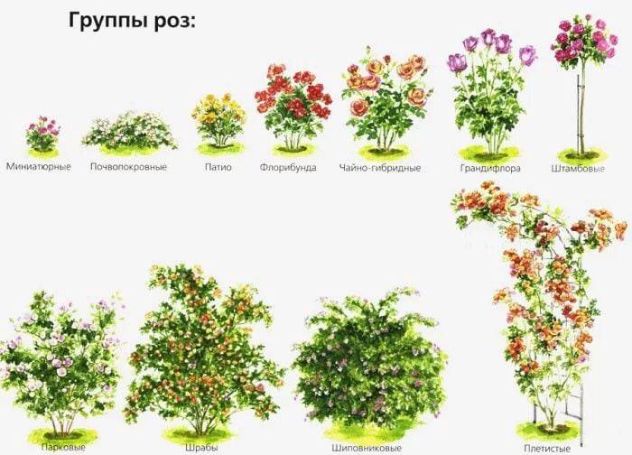 Как отличить розу от шиповника по листьям