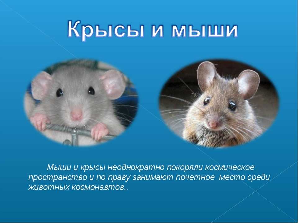 Чем отличается мышь от крысы (фото) - сравнительная таблица