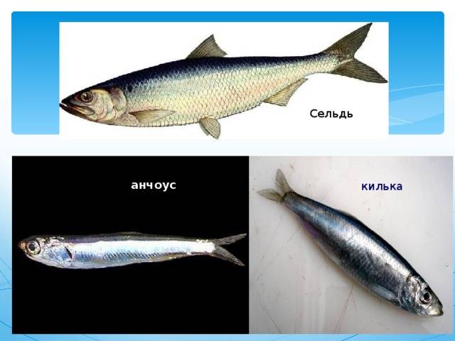 Национальные рыбные ресурсы