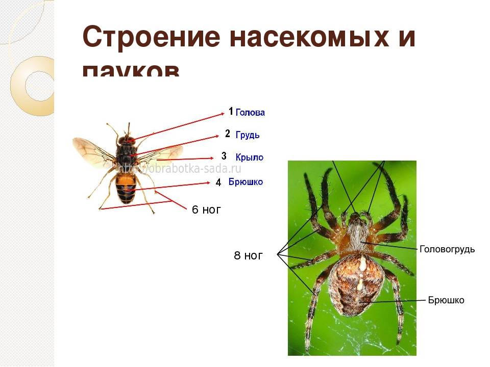 Виды пауков - описание, насекомое это или животное, размножение и факты