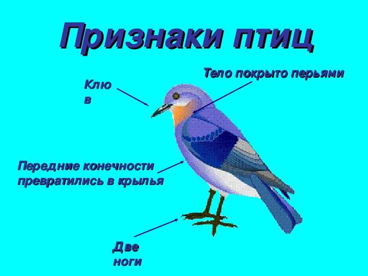 Что является сходство млекопитающих и птиц. чем отличаются птицы от млекопитающих