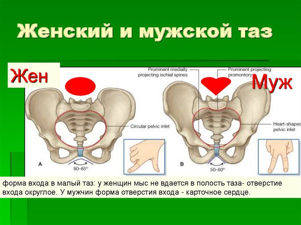 Чем отличается женский таз от мужского таблица