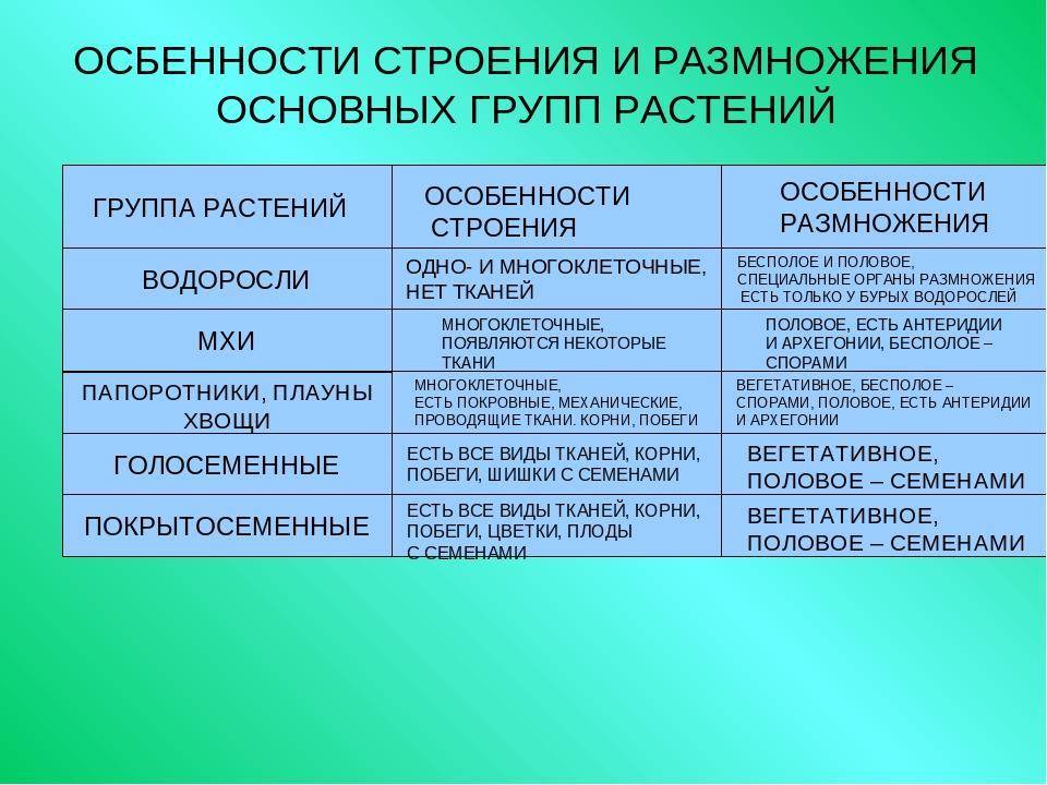 Отсутствие цветков: особенности голосеменных растений и папоротников