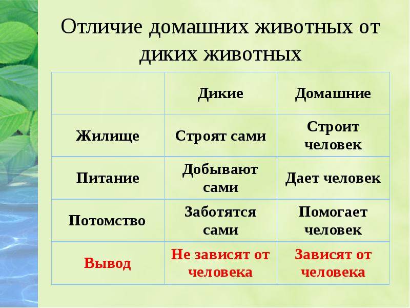 Конспект занятия «чем человек отличается от животных» с использованием триз (старшая группа)