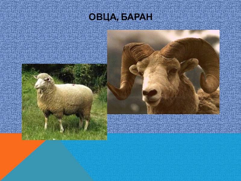 Что лучше баран или овца? | zakluchenie.com