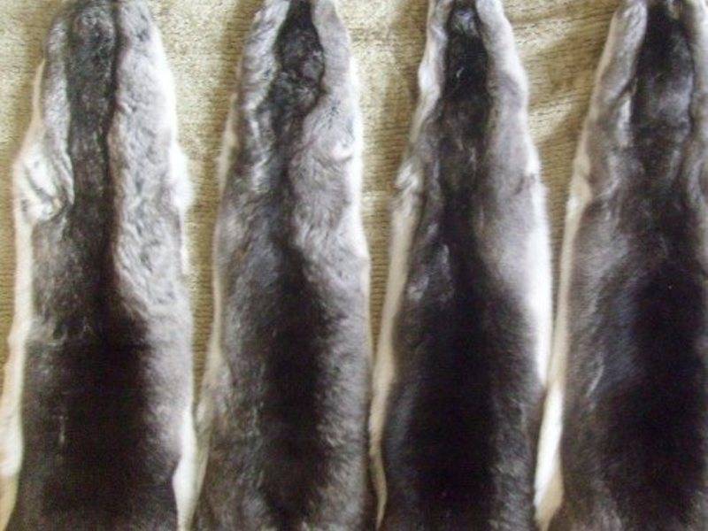 Отличие меха шиншиллы от меха кролика. как отличить самку шиншиллы от самца? как определить мех шиншиллы от кролика