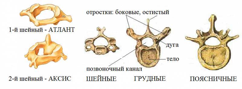 Позвоночник человека - читайте бесплатно в онлайн энциклопедии «знание.вики»