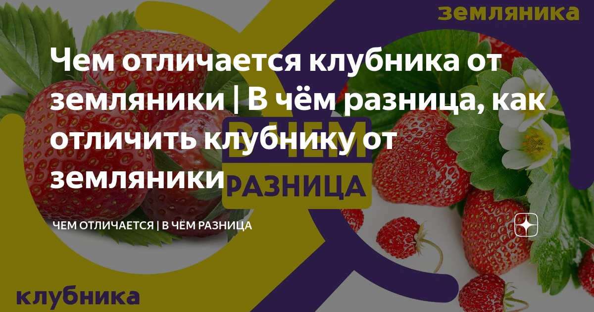 Отличие клубники от земляники: лесной и луговой земляники