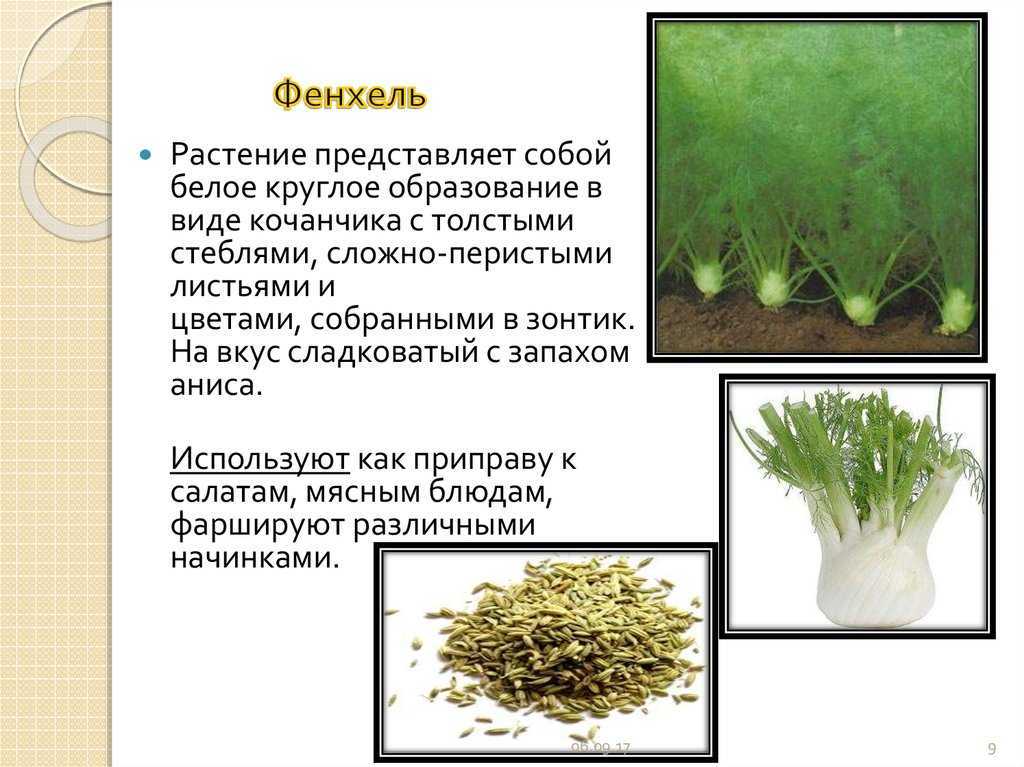 Фенхель и укроп: в чем разница, фото, что лучше