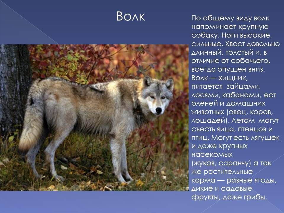8 различий между собаками и волками
