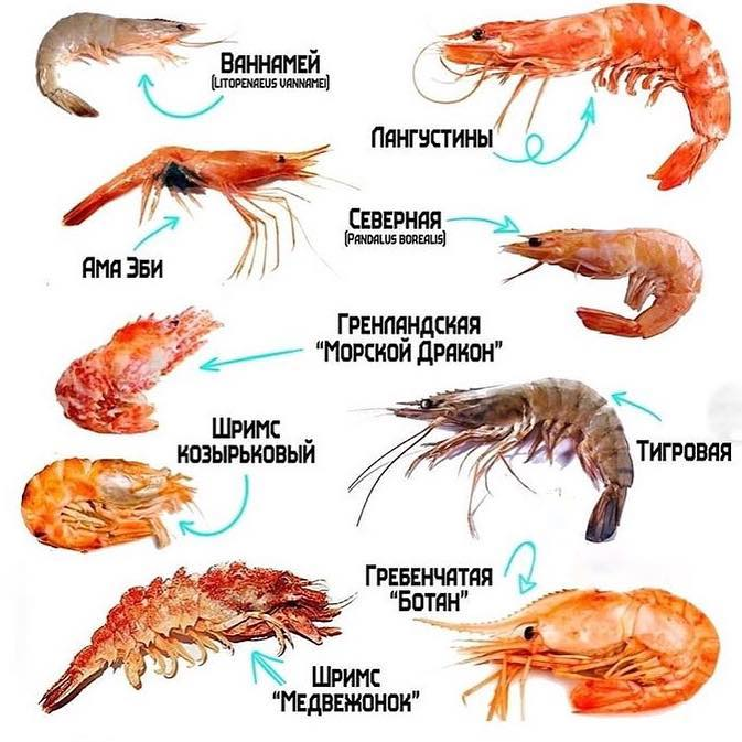Какие креветки мы едим