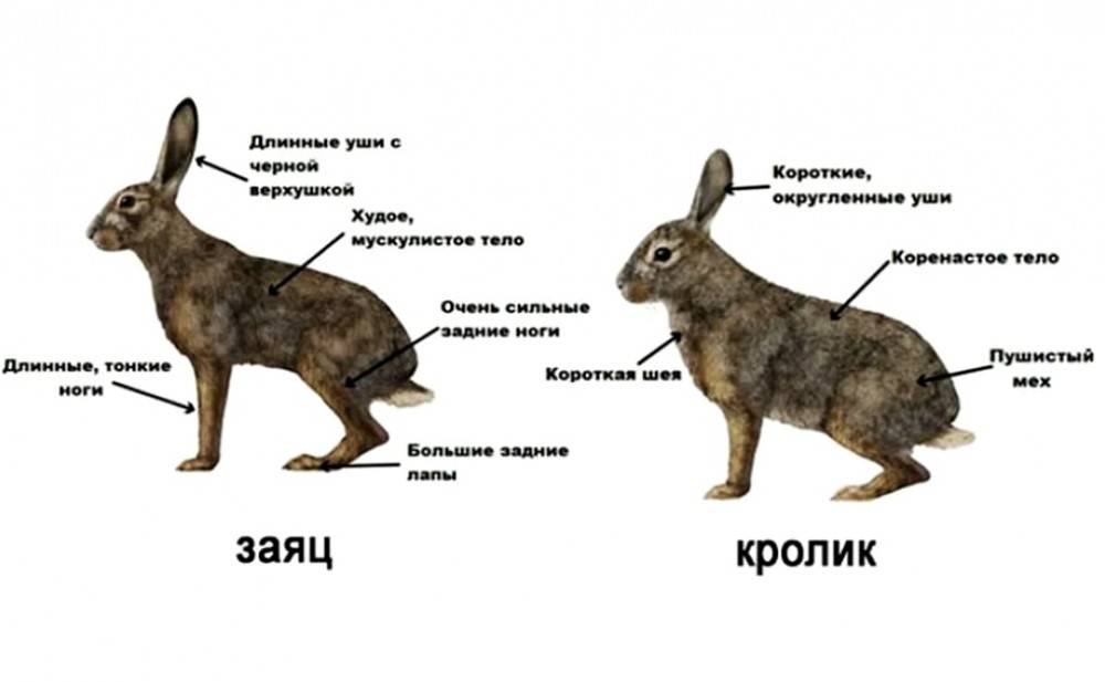 Чем именно кролик отличается от зайца, есть ли разница и сравнение животных