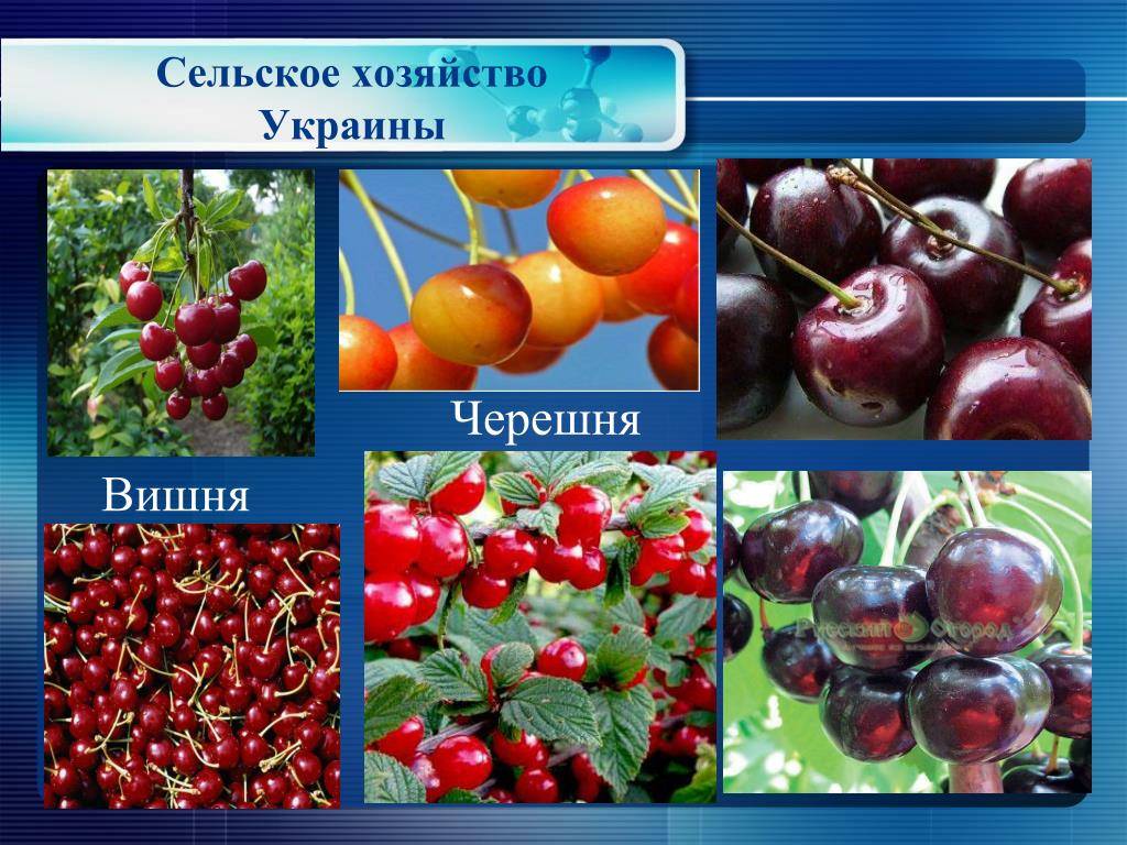 В чем отличие вишни от черешни: разница саженца, дерева, листа, плода
