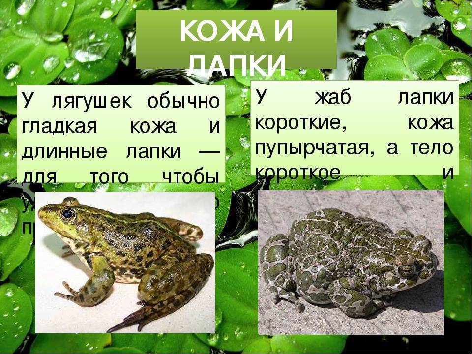Лягушка и жаба: это земноводные или пресмыкающиеся, описание классов животных, отличия амфибий и рептилий