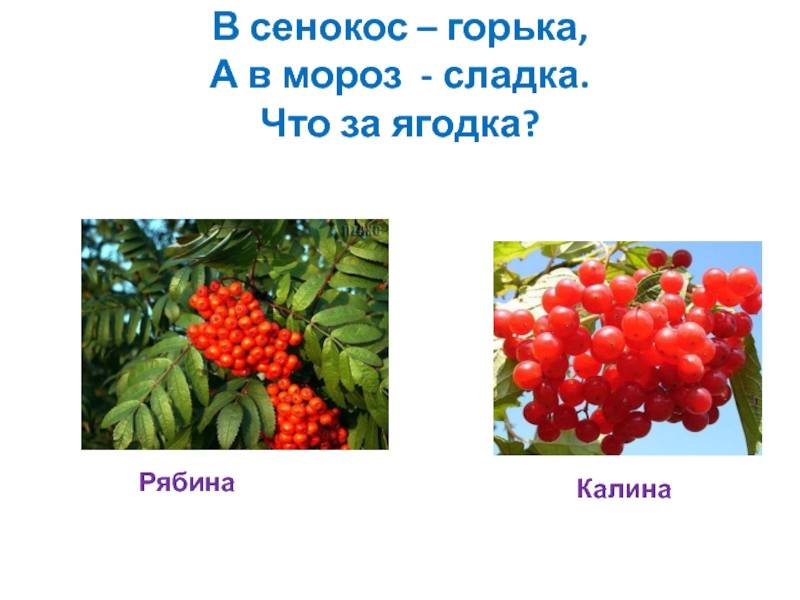 Разница между калиной и рябиной. беседа «кисть калины, гроздь рябины