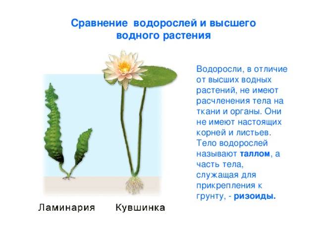 Водоросли