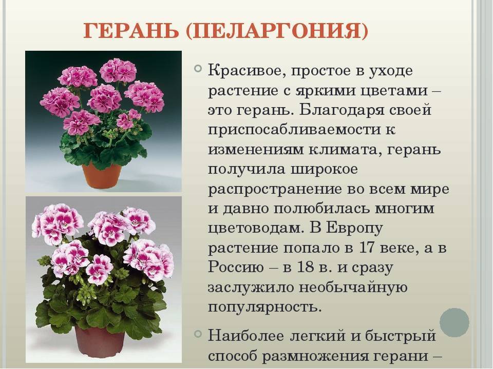Герань и пеларгония в чем разница и сходства между ними?