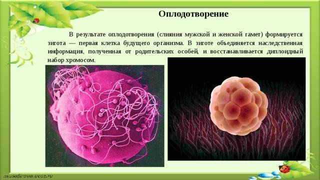 Урок 5: размножение растений - 100urokov.ru